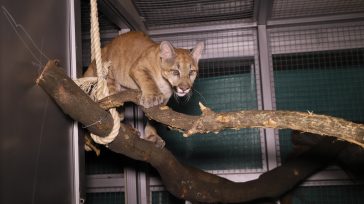 Puma hembra que se recuperó en el Centro de Atención y Valoración de Fauna Silvestre de Bogotá.     Rumbo a  Garagoa, Boyacá, fue enviada la puma hembra que se recuperaba […]