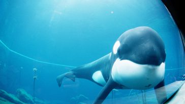 Se hizo viral el conmovedor video de una orca que se golpea sin parar contra la pared de un acuario en que permanece en cautiverio. De acuerdo a lo que se ha […]