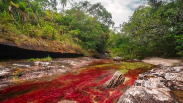 Caño Cristales es el llamado Río de los cinco colores, ubicado en el municipio de La Macarena, Meta. Ahora es posible visitarlo. Fotografía por Mario Carvajal.     Óscar Javier […]