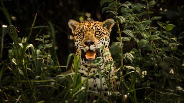 Hoy 29 de noviembre se celebra  el Día Internacional del Jaguar, una iniciativa conjunta de varios países con la presencia de este felino. El Día Internacional del Jaguar ha sido anunciado por el Programa […]