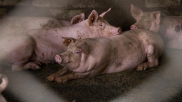 Colombia con peste porcina     La Peste Porcina Africana, PPA, sigue afectando a países de Europa, esta vez se trata de Italia en su parte continental, en las provincias […]