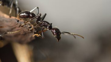 Las hormigas son uno de los grupos de insectos más comunes en los ecosistemas terrestres del planeta. ERIC FEFERBERG / AFP   Agencia UNAL Al margen de la mala fama […]