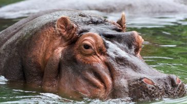 Hipopótamos en Colombia      El estudio realizado por el Instituto Alexander von Humboldt y el Instituto de Ciencias Naturales de la Universidad Nacional, fue vital para evidenciar los riesgos […]