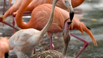 Ejemplares en la Aviario Nacional      Mabel Rocío Castillo Pineda       En su recorrido por el Aviario Nacional a través de los senderos ecológicos que representan la selva húmeda […]