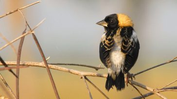 Charlatán macho    Guillermo Romero Salamanca Dicen los estudiosos de las aves que, aunque hay miles en el mundo, algunas de sus especies están en vía de extinción. Es más, […]