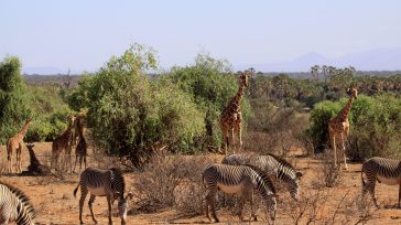 Cebras y jirafas en la Reserva de Samburu.    