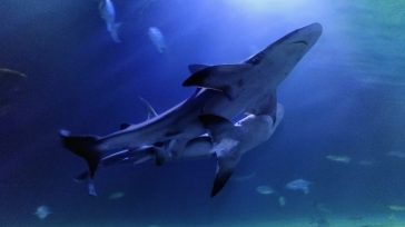 Tiburón        Una especie de tiburón con dientes planos que habitó hace millones de años fue identificada por primera vez en el noreste de Colombia a partir de numerosos fósiles, informó […]