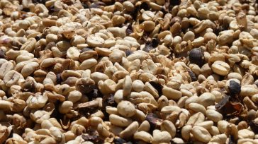 Granos de café secando al sol después de pasar por el proceso de lavado, luego serán tostados y molidos .   En junio, la producción registrada de café de Colombia, […]