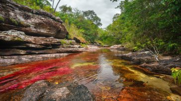 Agua que pareciera estar teñida de rojo, producto de la abundancia de la planta Macarenia Clavigera, en Caño Cristales, La Macarena. Fotografía Mario Carvajal,     Gerney Ríos González Tendencia […]