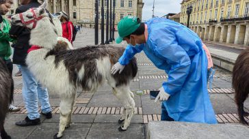 Veterinarios encontraron en los animales que se exhiben enfermedades que cada día se agravan          Tres llamas fueron sujetas de aprehensión material preventiva; dos de ellas por […]