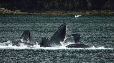 Uno de los espectáculos más esperados en el Pacífico de Colombia es ver a las Ballenas Jorobadas, que llegan procedentes de la Antártida. De julio a noviembre es la temporada para […]