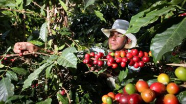  Café el símbolo de Colombia       Rafael Camargo Con el fin de que los 90 delegados al 90 Congreso Nacional de Cafeteros, incluidos varios nuevos elegidos en las […]