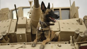 Perro entrenado para la guerra en los Estados Unidos.        La feria más esperada por los amantes de las mascotas regresa a la presencialidad después de tres años. […]