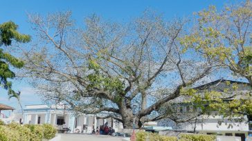 Desde el parque contempló la Casa Grande Texto y fotos Lázaro David Najarro Pujol En la ciudad portuaria de Nuevitas, al norte de la provincia cubana de Camagüey se respira […]