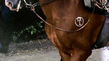              «Mariscal» el caballo sustraído  en Tuluá en una finca    Toda una familia en Tuluá, Valle del Cauca, espera el regreso con vida del caballo […]