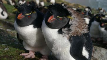 El 20 de enero se lleva a cabo la celebración del Día Mundial de los Pingüinos. Está importante fecha fue propuesta con la intención de aumentar la conciencia sobre la preservación, protección […]