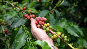 Cultivo de café sustentable         La preocupación por la contribución del sector agrícola y forestal mundial de entre 13% y 21% del total de gases de efecto invernadero […]
