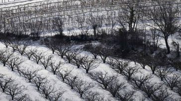 Heladas destruyen cosechas. Año tras año las heladas han causado a los productores de papa, cebolla, arveja, frijol, maíz, entre otros. Pérdidas considerables en la producción, convirtiéndose en un efecto dominó […]