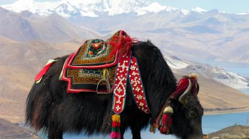 Bovino de pelo largo que se encuentra en toda la región del Himalaya en el sur de Asia Central, la meseta tibetana y tan al norte como Mongolia y Rusia. […]