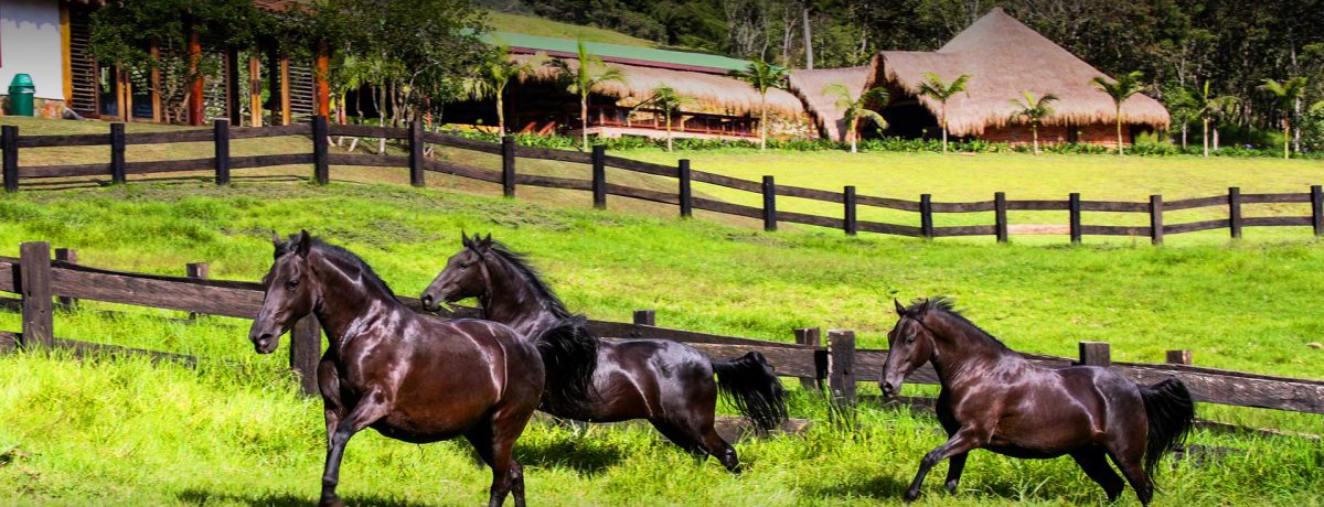 Ejemplares equinos de las diferentes regiones de Colombia llegan a Bogotá      Mabel Roció Castillo  Corferias será el escenario perfecto para recibir los casi 650 ejemplares procedentes de los mejores […]