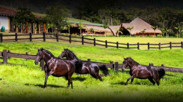 Ejemplares equinos de las diferentes regiones de Colombia llegan a Bogotá      Mabel Roció Castillo  Corferias será el escenario perfecto para recibir los casi 650 ejemplares procedentes de los mejores […]