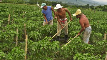 El regreso de los campesinos al campo es un objetivo del Gobierno Nacional.    El Gobierno del Cambio entrega este jueves 29 predios comprados por la Agencia Nacional de Tierras […]