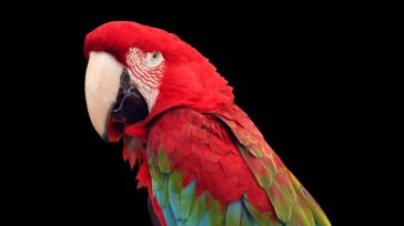 Colombia es una potencia mundial en aves.  Colombia es el país que concentra el mayor número de aves en el mundo, con 1.966 especies, es decir 20% del total global, […]