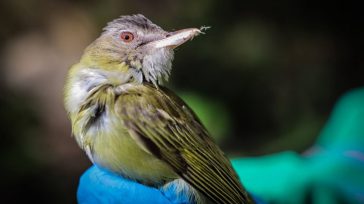 Un pájaro es atendido luego de colisionar con un ventanal.     Pensando en la protección de la fauna, se lanza la «Guía de arquitectura amigable con las aves y los […]