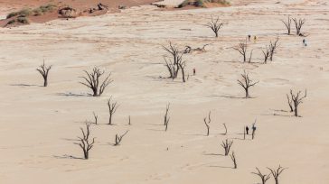 Posiblemente sea el desierto más bello del mundo. Dos mil kilómetros de dunas y salares en paralelo a la desolada costa de Namibia. 