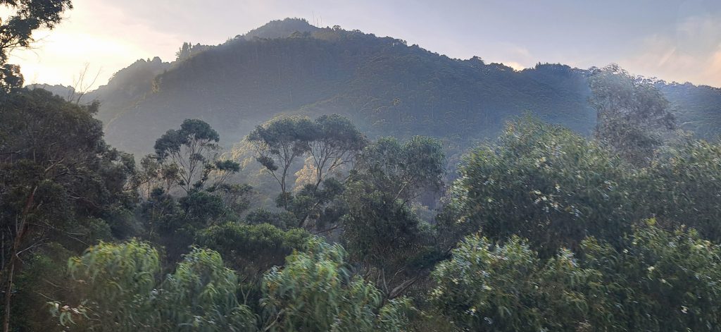 A La Visita De Todos: UNA SELVA DENTRO DE BOGOTÁ - Primicia Diario