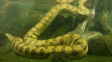 Anaconda     Julián Escobar Recientemente se descubrió una nueva especie de Anaconda llamada Eunectes Akayima, o Anaconda verde del norte. Esta se encontró en Ecuador pero hay la sospecha de […]