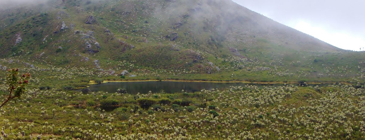 Parque de la Laguna de Chingaza El Gobierno Nacional que dirige el presidente Gustavo Petro,  anunció la destinación de 80.000 millones de pesos para el fortalecimiento de la restauración ecológica […]