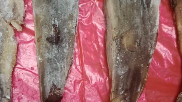 Carne de varios tiburones era comercializada en restaurante del norte de Bogotá       En operativos de control y seguimiento al tráfico de fauna silvestre, la Secretaría de Ambiente […]