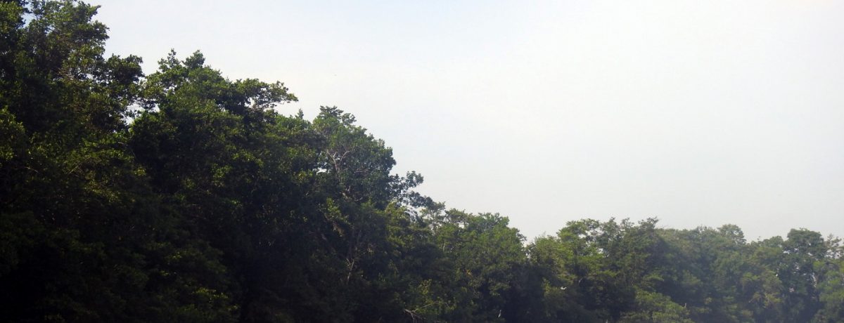 Entre 1996 y 1998 la Ciénaga Grande de Santa Marta fue declarada como sitio Ramsar (humedal de importancia internacional). Foto: David Alejandro Sánchez, doctor en Biología Marina y docente de […]