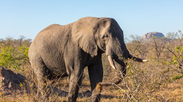 El elefante africano, que llega a los 4 metros de altura y puede superar los 6.000 kg de peso, es el más grande de los mamíferos terrestres.