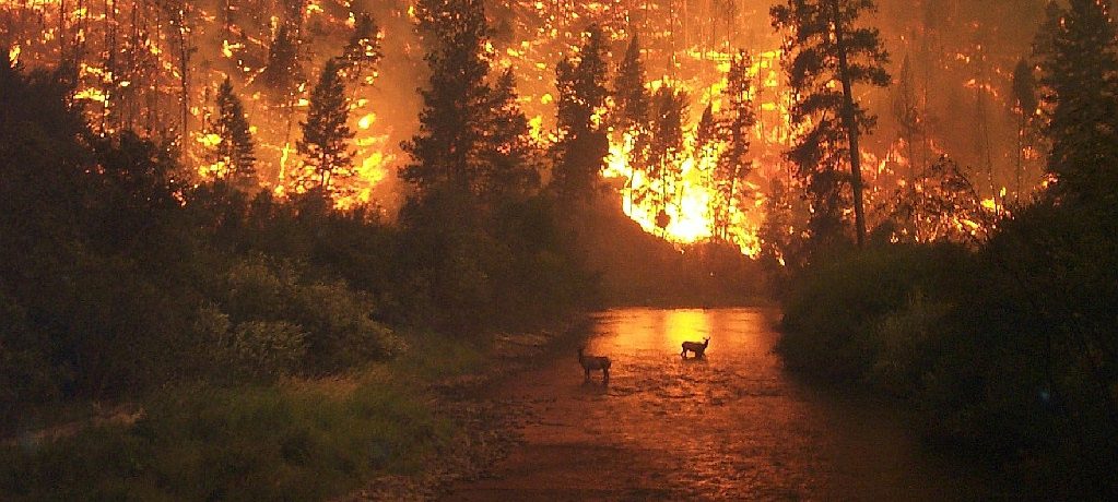 Incendios forestales donde los animales son las víctimas        Óscar Javier Ferreira Vanegas Los incendios que arrasan los bosques, la mayoría programados por terratenientes ganaderos, campesinos indolentes y […]