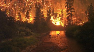 Incendios forestales donde los animales son las víctimas        Óscar Javier Ferreira Vanegas Los incendios que arrasan los bosques, la mayoría programados por terratenientes ganaderos, campesinos indolentes y […]