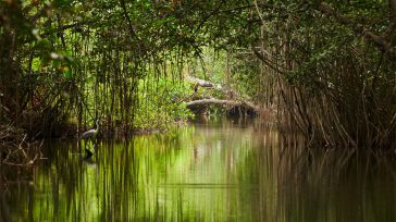 Manglar del pacífico          Agencia UNAL La investigadora Luisa Fernanda Gómez García, estudiante de la Maestría en Ciencias – Biología de la Facultad de Ciencias de la […]