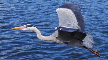 Las garzas vuelan con el cuello retraído y pausadamente Colombia ‘el País de la Belleza’, volvió a demostrar por qué es el destino perfecto para los observadores de aves y […]