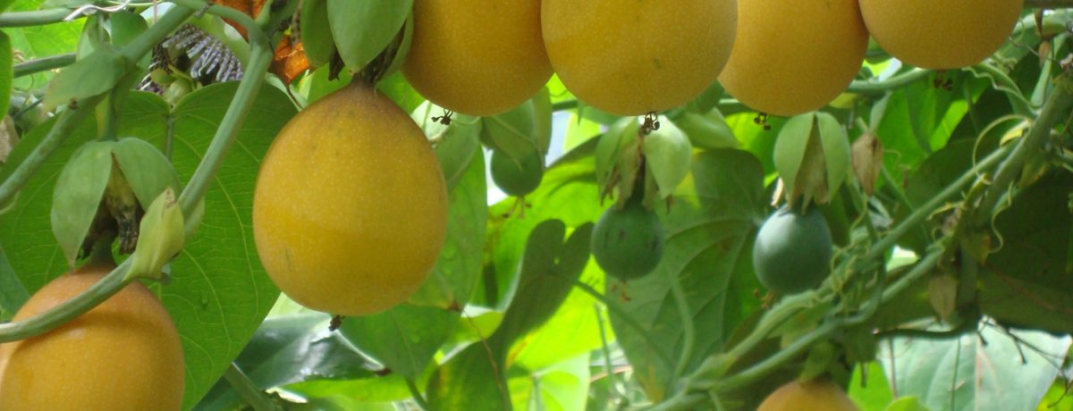 Las dulces y exóticas frutas que se cultivan especialmente en las regiones Andina y Caribe de Colombia, se fortalecen en los mercados internacionales. Las exportaciones de granadilla colombiana, las dulces […]