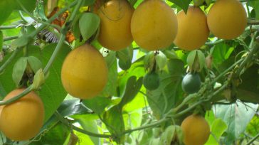 Las dulces y exóticas frutas que se cultivan especialmente en las regiones Andina y Caribe de Colombia, se fortalecen en los mercados internacionales. Las exportaciones de granadilla colombiana, las dulces […]