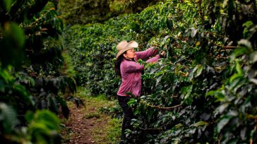 Hoy y mañana se inician jornadas de alivios financieros para los productores agropecuarios del Catatumbo. &nbsp; &nbsp; &nbsp; El Ministerio de Agricultura y el Fondo para el Financiamiento del Sector [&hellip;]