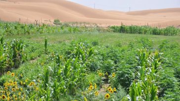 Tierras fértiles  &nbsp; La Agencia Nacional de Tierras entregó 100 resoluciones de formalización de la propiedad rural a familias campesinas de siete municipios de Norte de Santander, entre los cuales [&hellip;]