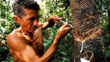 Seringueiros  &nbsp; &nbsp; &nbsp; María Angélica Aparicio P. En su libro «Senderos de Libertad», Javier Moro, su autor, describió la historia alrededor del caucho, de ese árbol recto y cilíndrico [&hellip;]