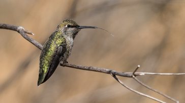 Departamentos como Meta, Antioquia, Santander, Putumayo, Valle del Cauca y Caldas se destacaron como epicentros de este registro, gracias a sus ecosistemas únicos que albergan una asombrosa variedad de hábitats, [&hellip;]