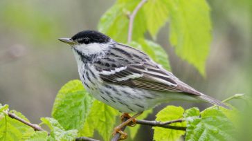 Vuela más de 4.000 km cada año, desde los bosques boreales de Canadá hasta la Amazonia y la Orinoquia colombianas.  &nbsp; &nbsp; La reinita rayada, ave migratoria que recorre miles [&hellip;]
