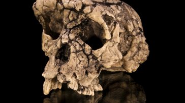Sahelanthropus o sahelantropo, es un género extinto de hominido datado hace unos 7 millones de años, durante el Mioceno tardío. &nbsp; Fósiles de Sahelanthropus (7 millones de años) y Orrorin (6 millones de [&hellip;]