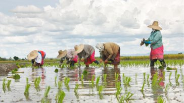 Pequeños productores de arroz      El Gobierno Nacional, a través del Ministerio de Agricultura, ha lanzado una jornada de socialización de programas de apoyo para pequeños y medianos productores […]