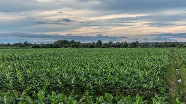 Desde los años 60, el Urabá antioqueño se ha consolidado como el corazón de la producción bananera en Colombia Diego Armando Báez Peña Desde los años 60, el Urabá antioqueño [&hellip;]