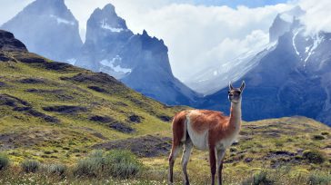Un guanaco, elegante y sereno, se alza en primer plano. De fondo, los imponentes Cuernos del Paine dominan el paisaje del Parque Nacional Torres del Paine, Chile.